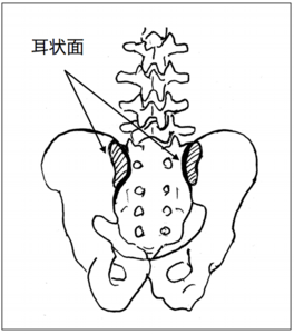 耳状面イラスト