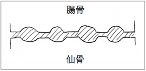 関節面断面図イラスト