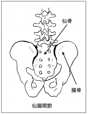 仙腸関節イラスト